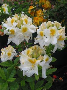 Azalea White Golden Eye